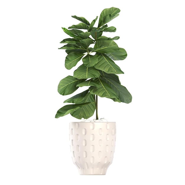 flores e plantas decorativas para o interior isoladas em fundo branco ilustração 3D cg re