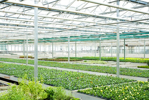 Flores e plantas em uma estufa