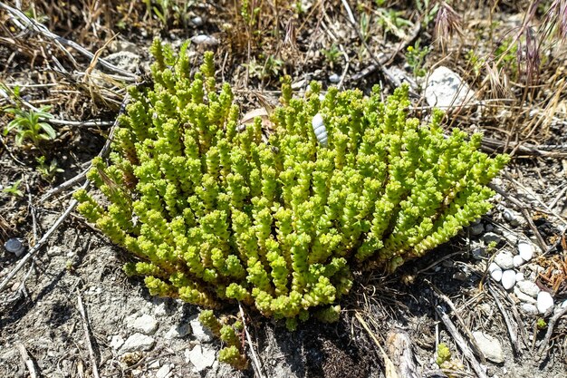 Flores e plantas perto da cidade das cavernas de TepeKermen Crimea Rússia 2021