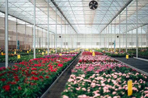 Flores e plantas que crescem em estufa