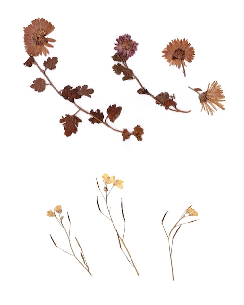 Flores e plantas secas prensadas em fundo branco plano lindo herbário