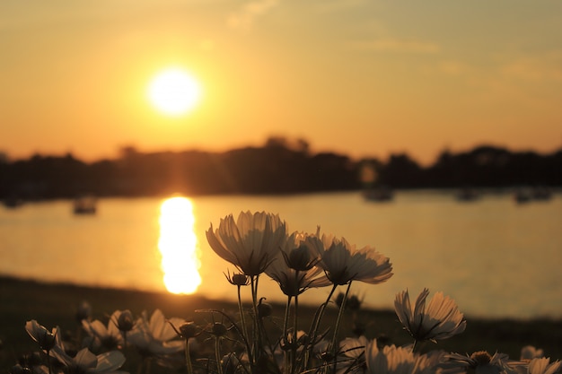 Foto flores e pôr do sol cosmos