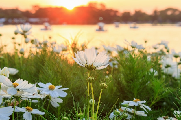 Flores e pôr do sol cosmos