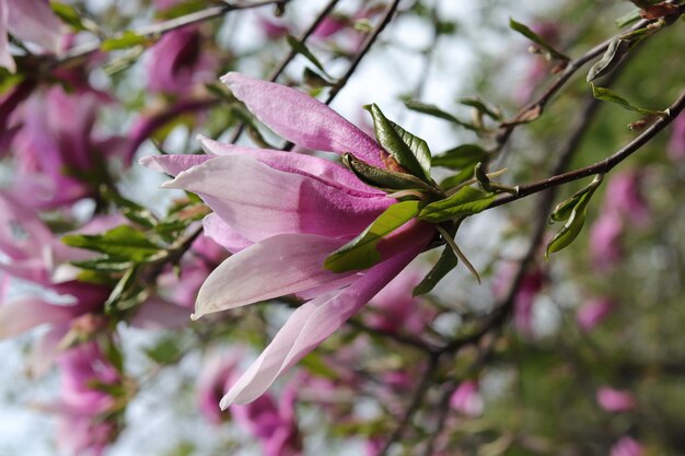 Flores e ramos de magnólia rosa desabrochando em um fundo de céu azul em um jardim do parque