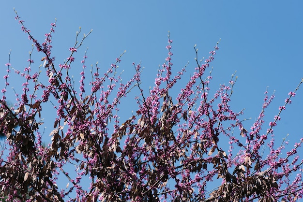 Flores e sementes da mola canadense roxa em uma árvore contra um céu azul. Foco seletivo