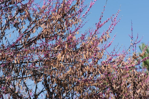 Flores e sementes da mola canadense roxa em uma árvore contra um céu azul.