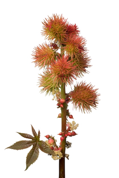 Flores e sementes em uma planta de mamona