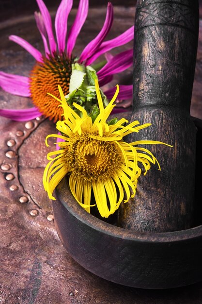 Flores de elecampane medicinal.