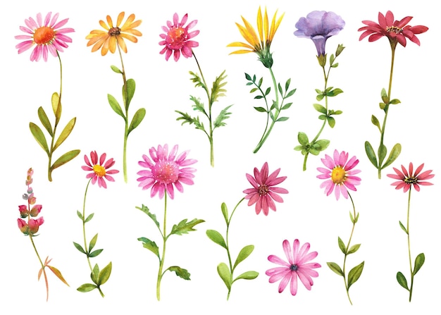 Flores em aquarela crisântemos multicoloridos separadamente em um fundo branco