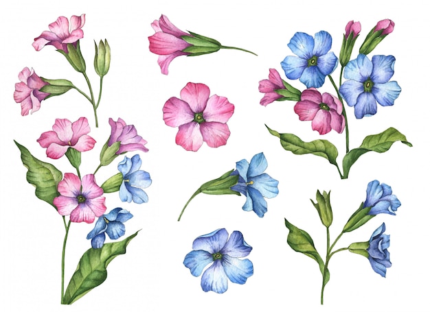 Flores em aquarela de pulmonaria isoladas em branco