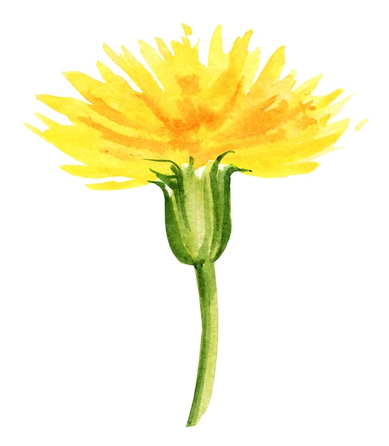 Flores em aquarela dente-de-leão Ilustração de desenho de mão em aquarela Esboço de aquarela Flores amarelas cor verde