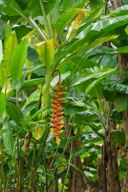 Foto flores em cingapura