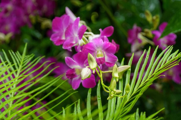 Foto flores em cingapura
