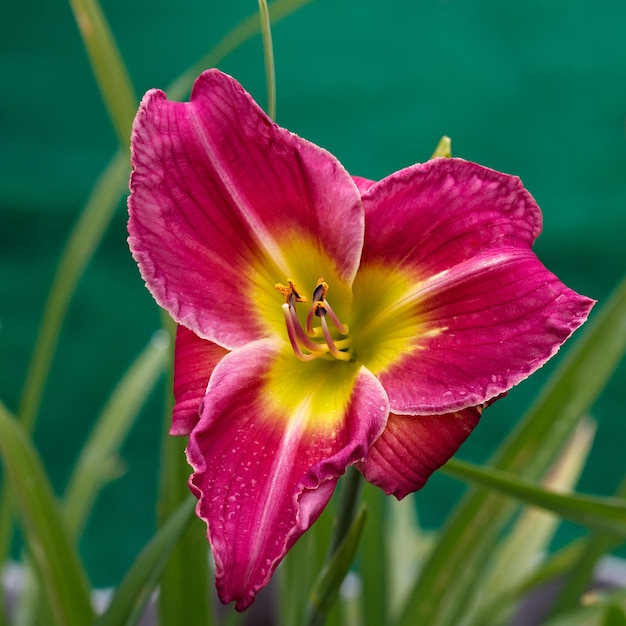 Flores em flor no jardim