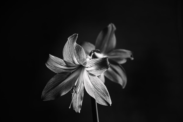 Flores em forma de trompete preto e branco contra fundo escuro Amaryllis Lilies