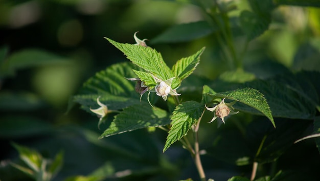 Flores em framboesas na natureza As jovens framboesas verdes