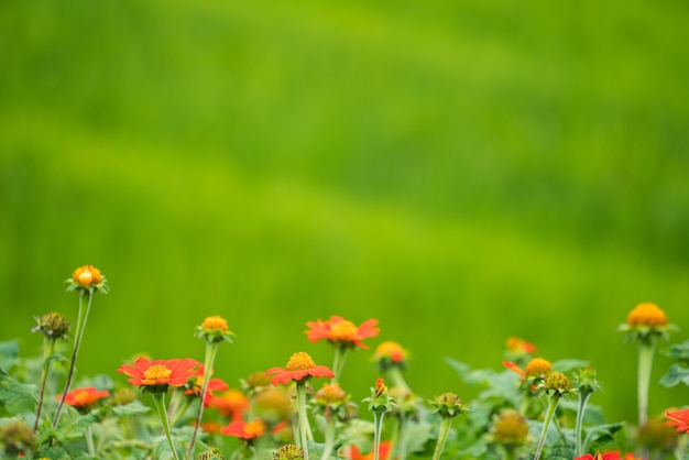 Flores em fundo de campo verde