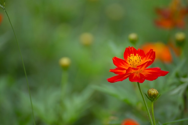 Flores em muitas cores no jardim.