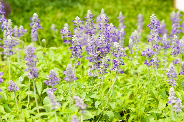 Flores em parcelas de jardim.