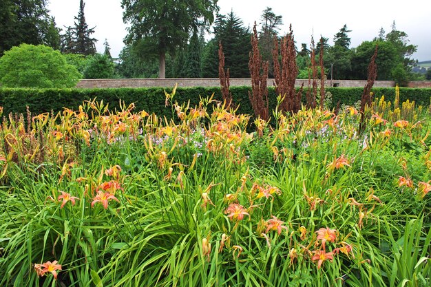 Flores em Powerscourt Gardens and House, Dublin, Irlanda