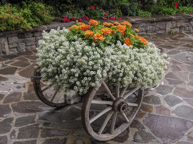 Flores em um carrinho de vagão de carruagem de madeira