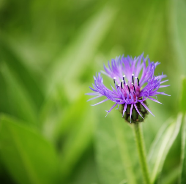 Flores em um jardim fechar imagem