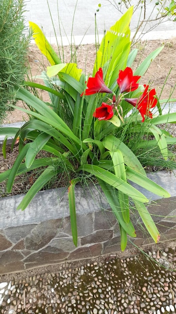 Flores em um jardim que fazem parte de um grande vaso.