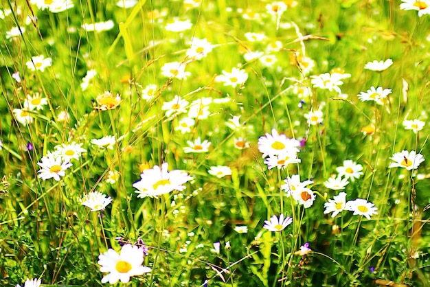 Flores em um prado verde