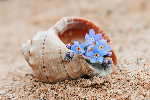 Foto flores em uma concha vazia. conceito de verão.