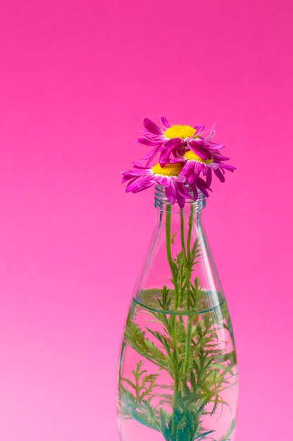 Flores em uma garrafa de vidro em um fundo rosa