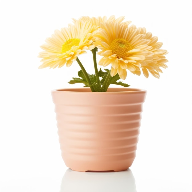 Foto flores em vaso em fundo branco