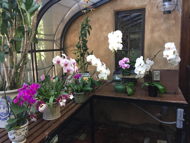 Flores em vaso na mesa na estufa