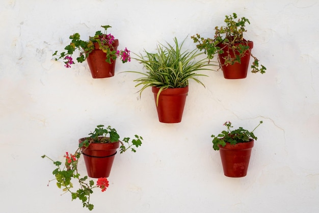 Flores em vasos na Plaza de los Naranjos