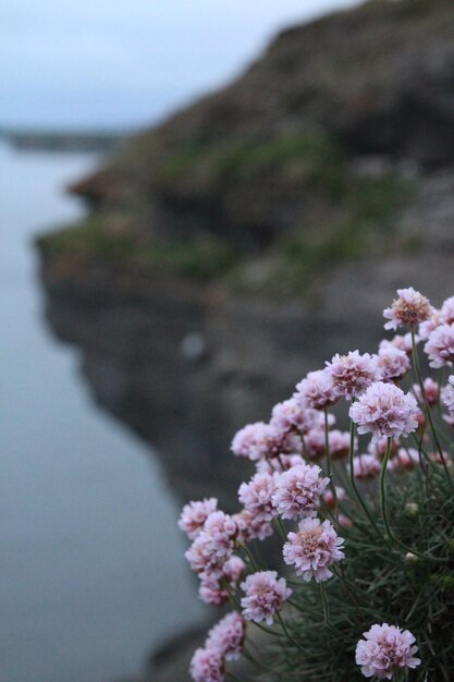 flores en el acantilado