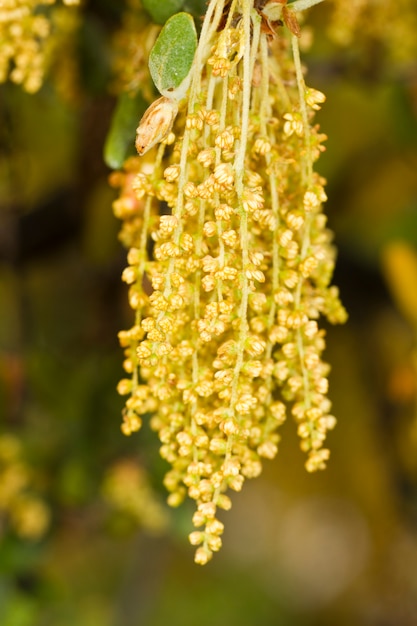 Flores de encina (quercus ilex) arbol