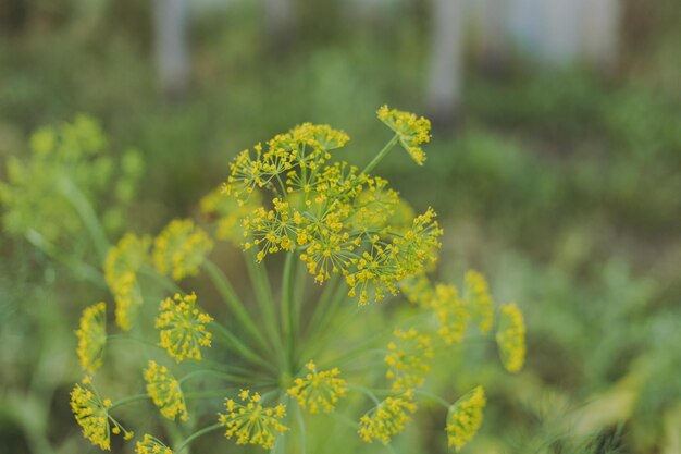 Flores de eneldo sobre un fondo verde