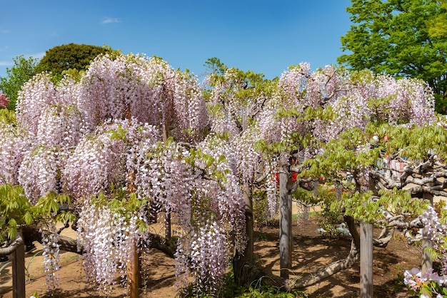 Flores de enrejado de árboles de flor de glicinia blanca en primavera