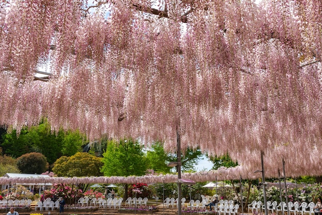 Flores de enrejado de árboles de flor de glicinia rosa en primavera