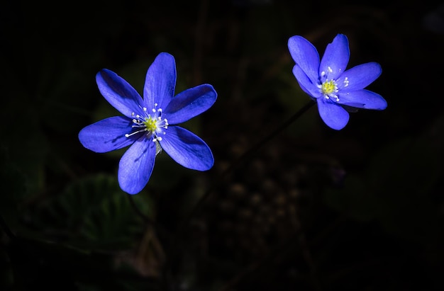 Flores del entorno natural del nacimiento del río Júcar Cuenca España