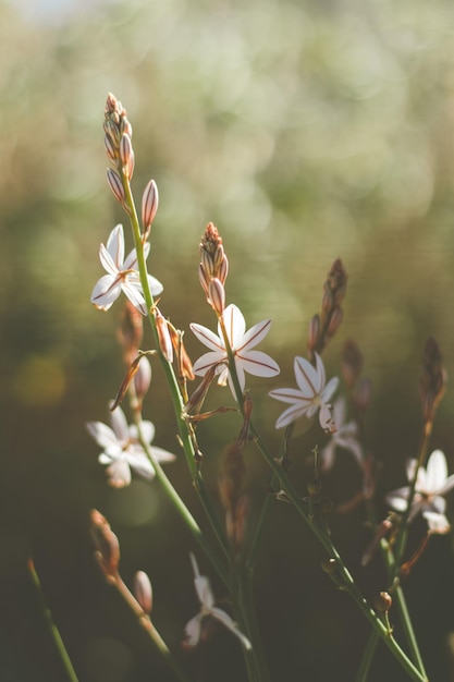 Flores entre naturaleza com bokeh