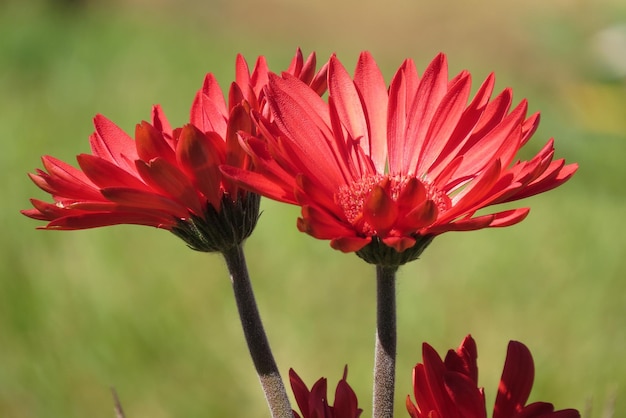 Foto flores es la mejor opción para ver un mundo hermoso