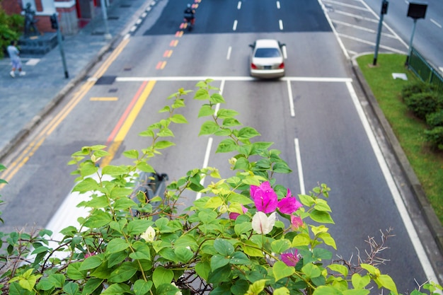 Flores escénicas del arbusto floreciente sobre la calle famosa de la colina en Singapur; centrarse en las flores