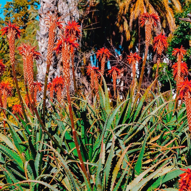 Flores. España. Concepto de moda de viaje