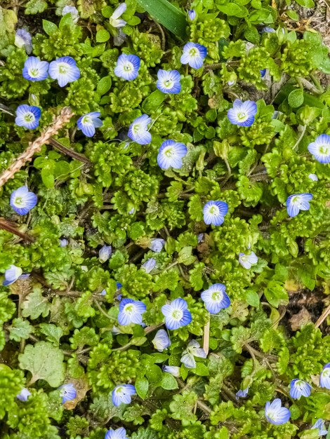 Foto flores de la espiga persa veronica persica plantas bienales de las plantaginaceae una maleza