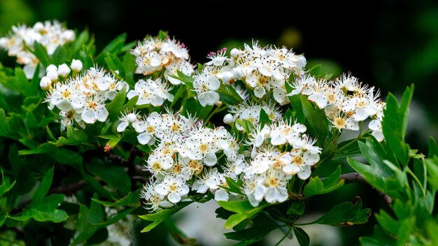 Flores de espino blanco en el arbusto sobre un fondo oscuro