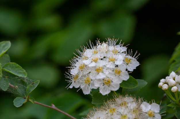 Flores de espino blanco esponjoso sobre un fondo verde en la fotografía macro de primavera