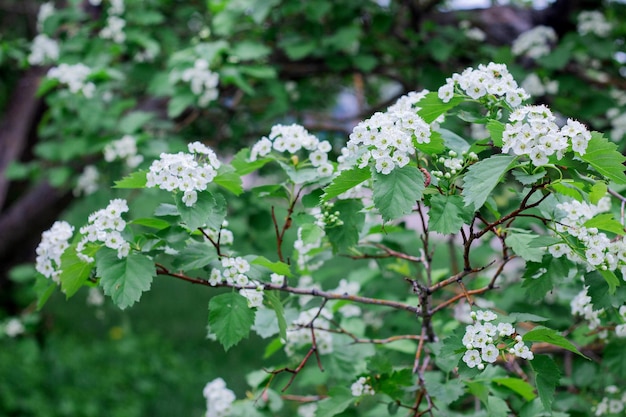 Las flores de espino blanco florecen en primavera