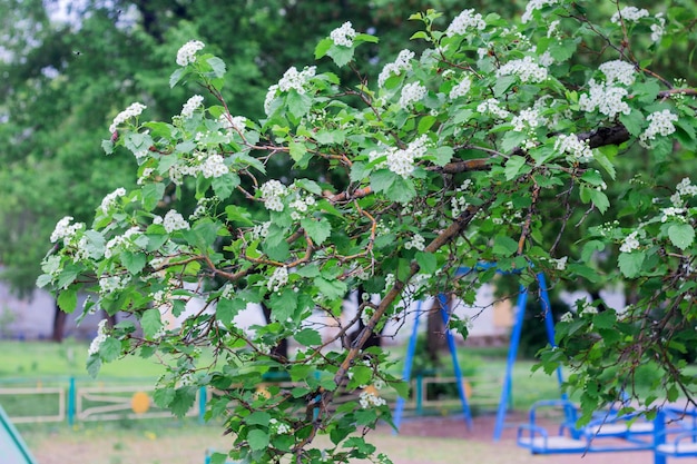 Las flores de espino blanco florecen en primavera