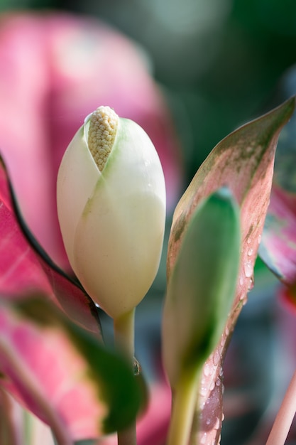 Las flores están a punto de florecer