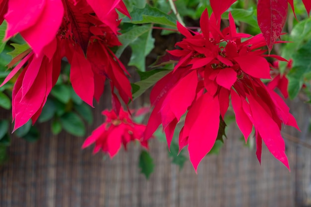 Flores de estrella de Navidad en su mayoría borrosas primer plano con hojas verdes sobre cerca de paja marrón o fondo de pared Telón de fondo de Navidad tropical con espacio de copia en la parte inferior Composición de flores rojas